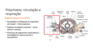 Polychaeta: circulação e
respiração
• Parapódios e brânquias (e superfície
do corpo) – trocas gasosas
• Padrão circulatório variável – vasos
dorsal e ventral
• Presença de pigmentos respiratórios –
hemoglobina, clorocruorina e
hemeritrina
 