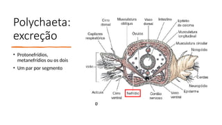 Polychaeta:
excreção
• Protonefrídios,
metanefrídios ou os dois
• Um par por segmento
 