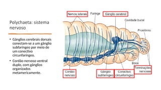 Polychaeta: sistema
nervoso
• Gânglios cerebrais dorsais
conectam-se a um gânglio
subfaríngeo por meio de
um conectivo
circunfaríngeo.
• Cordão nervoso ventral
duplo, com gânglios
organizados
metamericamente.
 