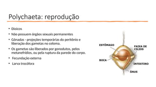 Polychaeta: reprodução
• Dioicos
• Não possuem órgãos sexuais permanentes
• Gônadas - projeções temporárias do peritônio e
liberação dos gametas no celoma.
• Os gametas são liberados por gonodutos, pelos
metanefrídios, ou pela ruptura da parede do corpo.
• Fecundação externa
• Larva trocófora
 