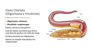 Clado Clitellata
(Oligochaeta e Hirudinida)
• Oligochaeta: minhocas
• Hirudinida: sanguessugas
Clitelo: estrutura reprodutiva
Anel de células secretoras que forma
uma faixa de gordura em volta do corpo
Sempre presente nos oligoquetos
Apenas na estação reprodutiva nas
sanguessugas
 