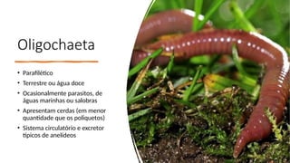 Oligochaeta
• Parafilético
• Terrestre ou água doce
• Ocasionalmente parasitos, de
águas marinhas ou salobras
• Apresentam cerdas (em menor
quantidade que os poliquetos)
• Sistema circulatório e excretor
típicos de anelídeos
 