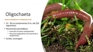 Oligochaeta
• 12 - 30 cm comprimento (4 m, até 250
segmentos)
• Movimentos peristálticos
• músculos circulares (alongamento)
• Músculos longitudinais (encurtamento e
alargamento)
• Cerdas: ancoragem
 
