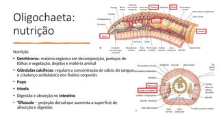 Oligochaeta:
nutrição
Nutrição
• Detritívoros: matéria orgânica em decomposição, pedaços de
folhas e vegetação, dejetos e matéria animal
• Glândulas calcíferas: regulam a concentração de cálcio do sangue
e o balanço acidobásico dos fluidos corporais
• Papo
• Moela
• Digestão e absorção no intestino
• Tiflossole – projeção dorsal que aumenta a superfície de
absorção e digestão
 