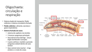Oligochaeta:
circulação e
respiração
• Sistema duplo de transporte: fluido
celômico e sistema circulatório fechado
• Fluido celômico: alimento, excretas e
gases respiratórios
• Sistema fechado de vasos:
• sistema de capilares nos tecidos
• 5 troncos sanguíneos principais
• Vaso dorsal único (faringe – ânus):
órgão bombeador (coração)
• 5 pares aórticos: mantém a pressão
sanguínea estável dentro do vaso
ventral
• Vaso ventral único (aorta) – irriga
cérebro e o resto do corpo
 