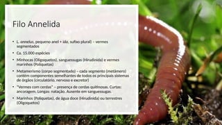 Filo Annelida
• L. annelus, pequeno anel + ida, sufixo plural) – vermes
segmentados
• Ca. 15.000 espécies
• Minhocas (Oligoquetos), sanguessugas (Hirudinida) e vermes
marinhos (Poliquetas)
• Metamerismo (corpo segmentado) – cada segmento (metâmero)
contém componentes semelhantes de todos os principais sistemas
de órgãos (circulatório, nervoso e excretor)
• “Vermes com cerdas” – presença de cerdas quitinosas. Curtas:
ancoragem. Longas: natação. Ausente em sanguessugas.
• Marinhos (Poliquetas), de água doce (Hirudinida) ou terrestres
(Oligoquetos)
 