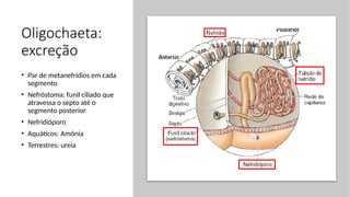 Oligochaeta:
excreção
• Par de metanefrídios em cada
segmento
• Nefróstoma: funil ciliado que
atravessa o septo até o
segmento posterior
• Nefridióporo
• Aquáticos: Amônia
• Terrestres: ureia
 