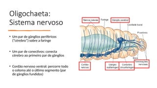 Oligochaeta:
Sistema nervoso
• Um par de gânglios periféricos
(“cérebro”) sobre a faringe
• Um par de conectivos: conecta
cérebro ao primeiro par de gânglios
• Cordão nervoso ventral: percorre todo
o celoma até o último segmento (par
de gânglios fundidos)
 
