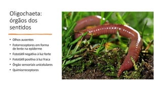 Oligochaeta:
órgãos dos
sentidos
• Olhos ausentes
• Fotorreceptores em forma
de lente na epiderme
• Fototátil negativa à luz forte
• Fototátil positiva à luz fraca
• Órgão sensoriais unicelulares
• Quimiorreceptores
 