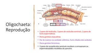 Oligochaeta:
Reprodução • 2 pares de testículos, 3 pares de vesículas seminais, 2 pares de
funis espermáticos
• Poros genitais masculinos
• Par de ovários na cavidade celômica, funis ciliados dos ovidutos
• Poros genitais femininos
• 2 pares de receptáculos seminais recebem e armazenam os
espermatozóides recebidos do parceiro
 
