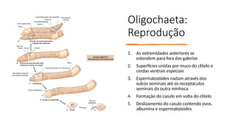 Oligochaeta:
Reprodução
1. As extremidades anteriores se
estendem para fora das galerias
2. Superfícies unidas por muco do clitelo e
cerdas ventrais especiais
3. Espermatozóides nadam através dos
sulcos seminais até os receptáculos
seminais da outra minhoca
4. Formação do casulo em volta do clitelo
5. Deslizamento do casulo contendo ovos,
albumina e espermatozoides
 