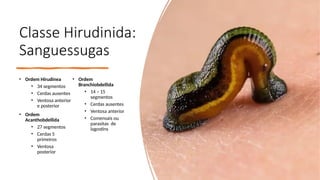 Classe Hirudinida:
Sanguessugas
• Ordem Hirudinea
• 34 segmentos
• Cerdas ausentes
• Ventosa anterior
e posterior
• Ordem
Acanthobdellida
• 27 segmentos
• Cerdas 5
primeiros
• Ventosa
posterior
• Ordem
Branchiobdellida
• 14 – 15
segmentos
• Cerdas ausentes
• Ventosa anterior
• Comensais ou
parasitas de
lagostins
 