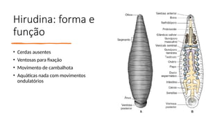 Hirudina: forma e
função
• Cerdas ausentes
• Ventosas para fixação
• Movimento de cambalhota
• Aquáticas nada com movimentos
ondulatórios
 