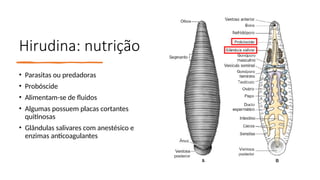 Hirudina: nutrição
• Parasitas ou predadoras
• Probóscide
• Alimentam-se de fluidos
• Algumas possuem placas cortantes
quitinosas
• Glândulas salivares com anestésico e
enzimas anticoagulantes
 