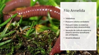 Filo Annelida
• Triblásticos
• Possuem celoma verdadeiro
• Possuem todos os sistemas
orgânicos bem desenvolvidos
• Secreção de cutícula externa e
sistema nervoso semelhante
aos artrópodes
• Simetria bilateral
 