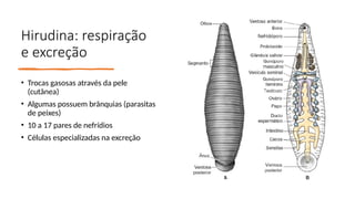 Hirudina: respiração
e excreção
• Trocas gasosas através da pele
(cutânea)
• Algumas possuem brânquias (parasitas
de peixes)
• 10 a 17 pares de nefrídios
• Células especializadas na excreção
 