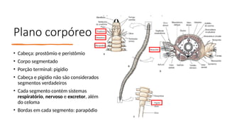 Plano corpóreo
• Cabeça: prostômio e peristômio
• Corpo segmentado
• Porção terminal: pigídio
• Cabeça e pigídio não são considerados
segmentos verdadeiros
• Cada segmento contém sistemas
respiratório, nervoso e excretor, além
do celoma
• Bordas em cada segmento: parapódio
 