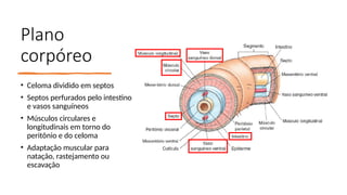 Plano
corpóreo
• Celoma dividido em septos
• Septos perfurados pelo intestino
e vasos sanguíneos
• Músculos circulares e
longitudinais em torno do
peritônio e do celoma
• Adaptação muscular para
natação, rastejamento ou
escavação
 