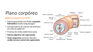 Plano corpóreo
• Celoma preenchido com fluido: esqueleto
hidrostático (exceto sanguessugas)
• Camada externa de cutícula não quitinosa
em volta da epiderme
• Presença de cerdas epidérmicas pares
• Sistema digestivo não segmentado
• Vasos sanguíneos (ventral e dorsal) e
cordão nervoso ventral não segmentado
 