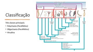 Classificação
Três classes principais:
• Polychaeta (Parafilético)
• Oligochaeta (Parafilético)
• Hirudina
 