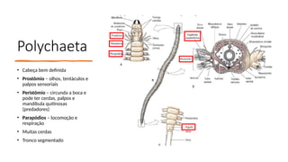 Polychaeta
• Cabeça bem definida
• Prostômio – olhos, tentáculos e
palpos sensoriais
• Peristômio – circunda a boca e
pode ter cerdas, palpos e
mandíbula quitinosas
(predadores)
• Parapódios – locomoção e
respiração
• Muitas cerdas
• Tronco segmentado
 