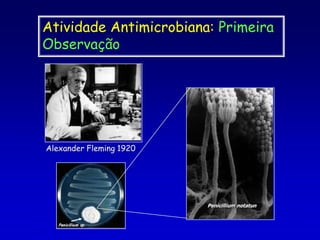 Atividade Antimicrobiana: Primeira ObservaçãoAlexander Fleming 1920