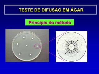 TESTE DE DISCO DIFUSÃO EM ÁGARMeiosÁgar Mueller-HintonÁgar Mueller-Hinton suplementadoReprodutibilidade do teste. Baixo teor de inibidores de sulfonamidas, trimetoprim      e tetraciclinas.