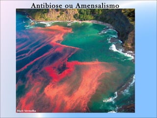 Antibiose ou Amensalismo
 