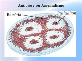 Antibiose ou Amensalismo
 