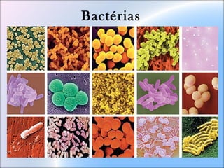 Bactérias
 