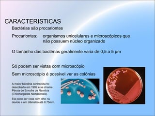 Bactérias são procariontes
Procariontes: organismos unicelulares e microscópicos que
não possuem núcleo organizado
O tamanho das bactérias geralmente varia de 0,5 a 5 μm
Só podem ser vistas com microscópio
Sem microscópio é possível ver as colônias
CARACTERISTICAS
A maior bactéria conhecida foi
descoberto em 1999 e se chama
Pérola de Enxofre de Namibia
(Thiomargarita Namibiensis).
Ela pode ser vista com olho nu
devido a um diâmetro até 0,75mm.
 