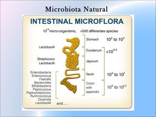 Microbiota Natural
 