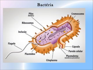 Bactéria
 