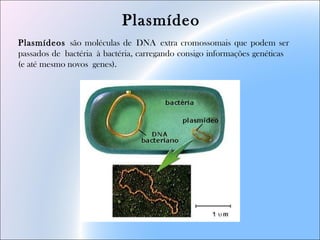 Plasmídeo
Plasmídeos são moléculas de DNA extra cromossomais que podem ser
passados de bactéria à bactéria, carregando consigo informações genéticas
(e até mesmo novos genes). 
 