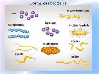 Forma das bactérias
 