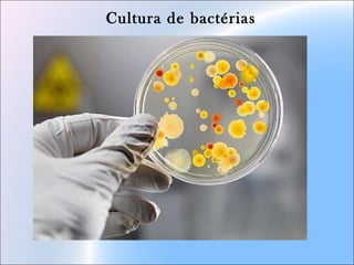 Cultura de bactérias
 