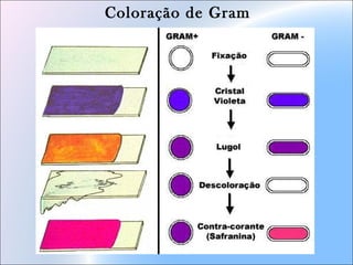 Coloração de Gram
 