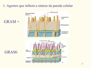 1. Agentes que inibem a síntese da parede celular



GRAM +




 GRAM-

                                                    22
 