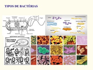 TIPOS DE BACTÉRIAS




                     7
 