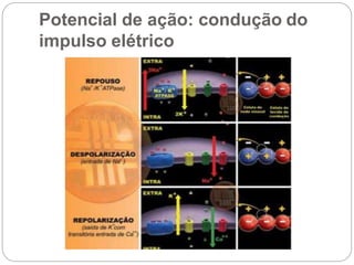 Potencial de ação: condução do
impulso elétrico
 