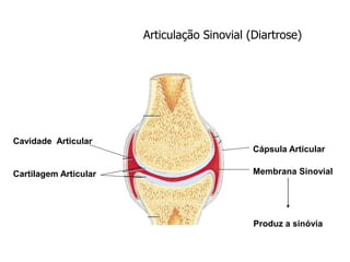 Articulação Sinovial (Diartrose)
Membrana Sinovial
Cápsula Articular
Cartilagem Articular
Cavidade Articular
Produz a sinóvia
 