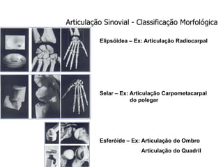Articulação Sinovial - Classificação Morfológica
Elipsóidea – Ex: Articulação Radiocarpal
Selar – Ex: Articulação Carpometacarpal
do polegar
Esferóide – Ex: Articulação do Ombro
Articulação do Quadril
 