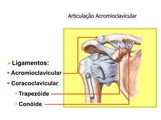 Ligamentos:
 Acromioclavicular
 Coracoclavicular:
• Trapezóide
• Conóide
Articulação Acromioclavicular
 