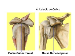 Bolsa Subescapular
Bolsa Subacromial
Articulação do Ombro
 