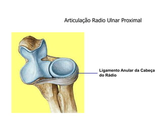 Articulação Radio Ulnar Proximal
Ligamento Anular da Cabeça
do Rádio
 