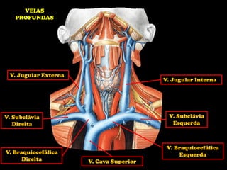 Aula Artérias e veias.pdf