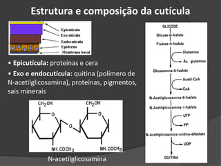 • Epicutícula: proteínas e cera
• Exo e endocutícula: quitina (polímero de
N-acetilglicosamina), proteínas, pigmentos,
sais minerais
N-acetilglicosamina
Estrutura e composição da cutícula
 