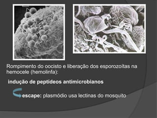 Rompimento do oocisto e liberação dos esporozoítas na
hemocele (hemolinfa):
indução de peptídeos antimicrobianos
escape: plasmódio usa lectinas do mosquito
 