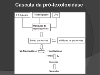 Cascata da pró-fexoloxidase
 