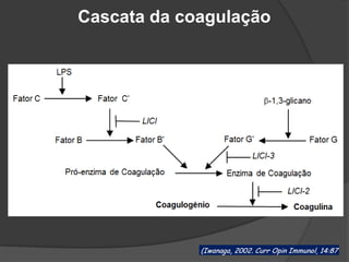 Cascata da coagulação
 